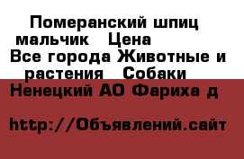 Померанский шпиц, мальчик › Цена ­ 35 000 - Все города Животные и растения » Собаки   . Ненецкий АО,Фариха д.